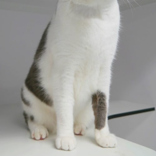 Alfie SUA009932