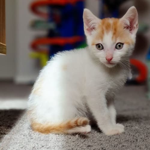 Flynn 
