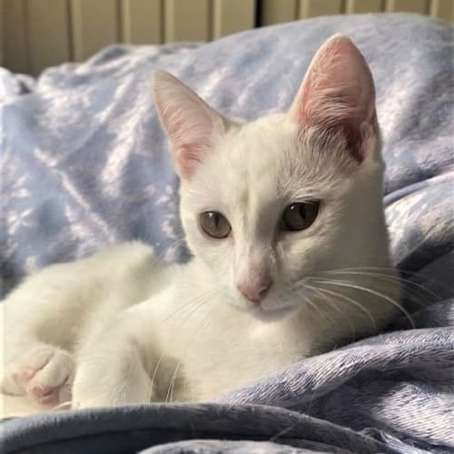 Rhapsody ^^Dandy Cat Rescue^^