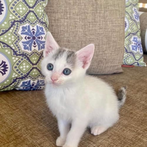 Nora