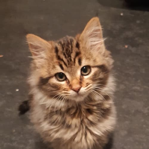 Fluffy