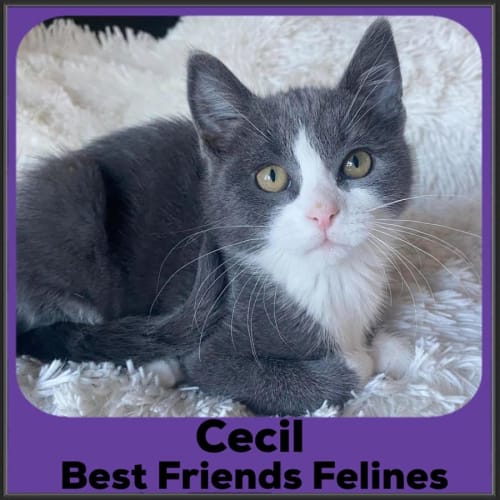 Cecil 