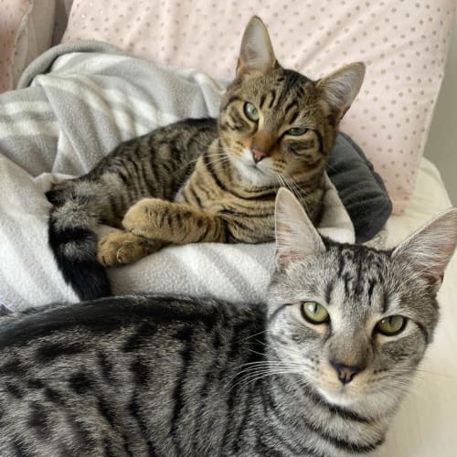 Ollie & Rigby Stripes