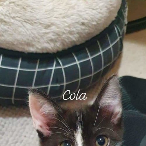 Coca Cola 