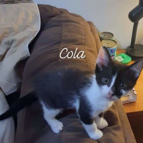 Coca Cola 