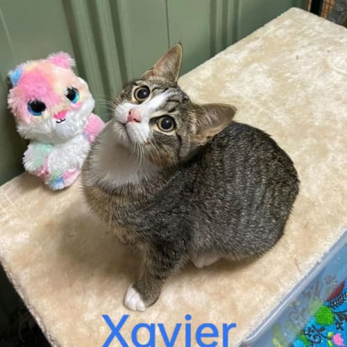 Xavier