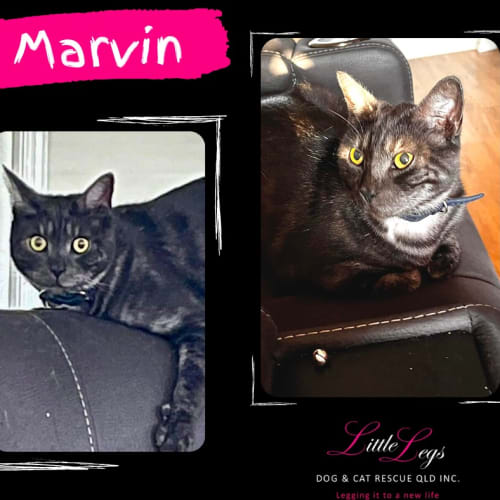 Marvin