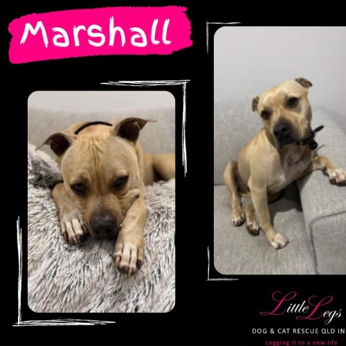 Marshall