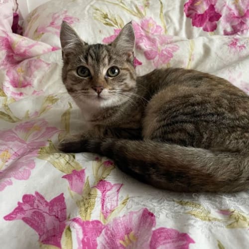 Nala