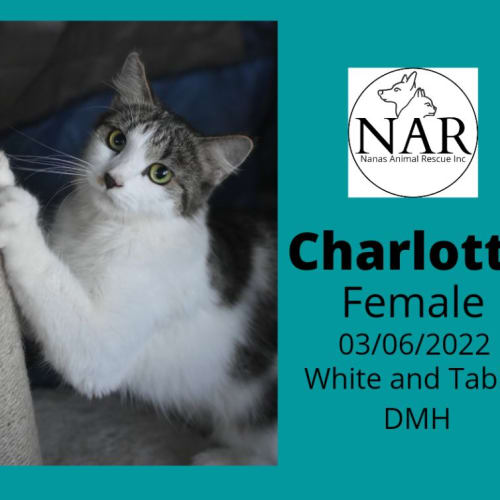 Charlotte 