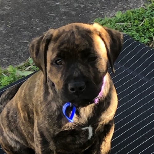 Cali ~ Staffy X Labrador(On trial 10/7/22)