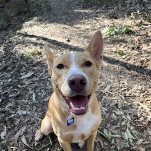 Regina ~ 11mo Kelpie(On Trial 17/7/22)