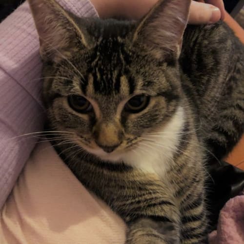 Boots kitten