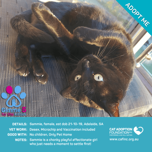 Sammie Just $39 Limited Time!