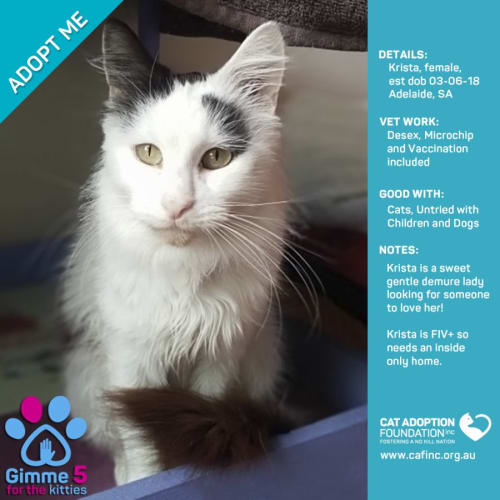 Krista $0 Adoption Fee!
