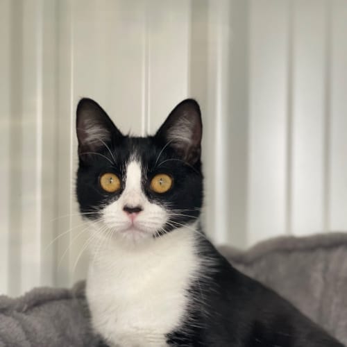 Isabel