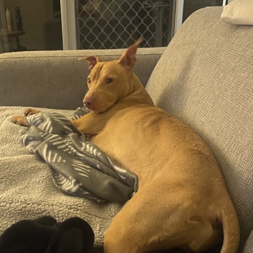 Nala