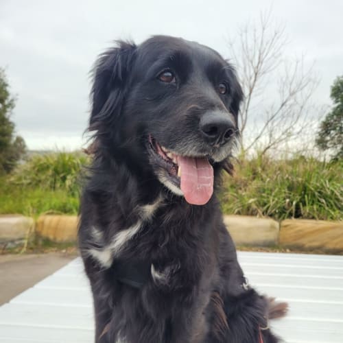 Narla ~ 7yr Old Border Collie X(On Trial 13/7/22)