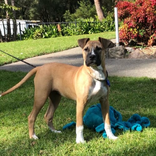 Piper ~ 6mo Boxer X(On Trial 24/7/22)