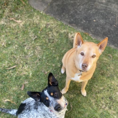 Darla ~ 1yr Old Cattle Dog X(On Trial 19/7/22)