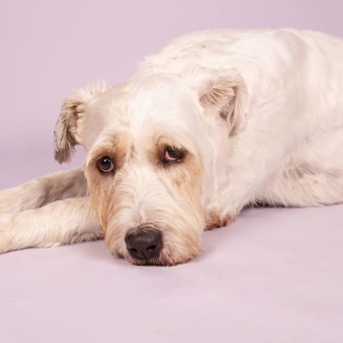 Stella ~ 2yr Old Wolfhound X (On Trial 22/10/22)