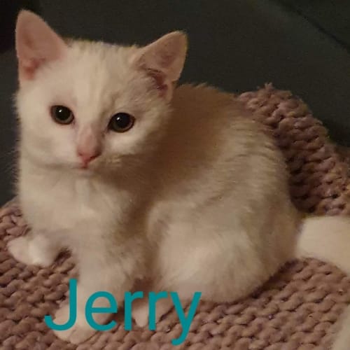 Jerry