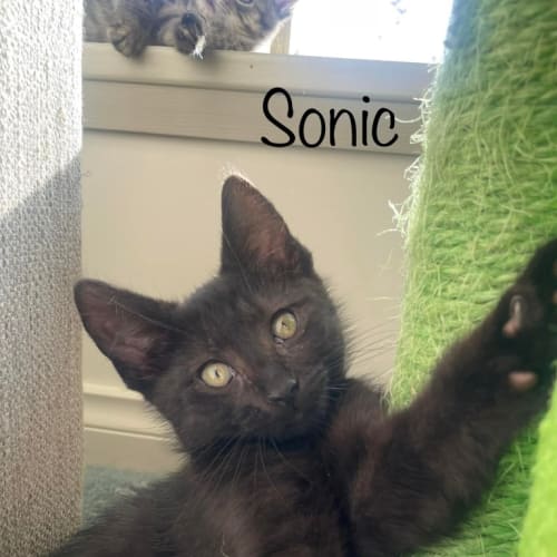 Sonic
