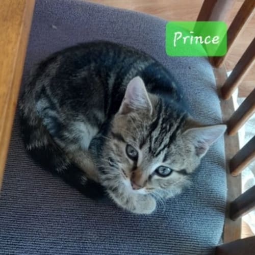 Prince