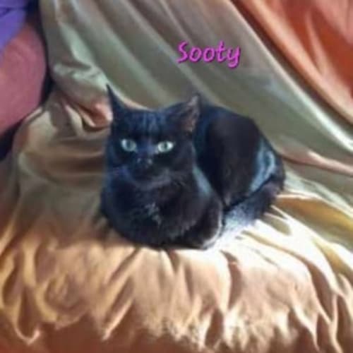 sooty