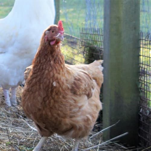 Hen