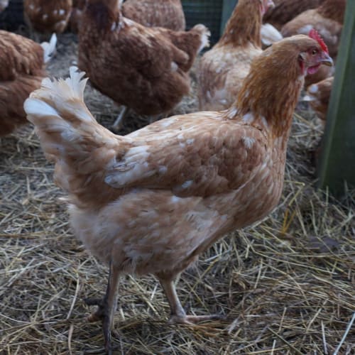 Hen