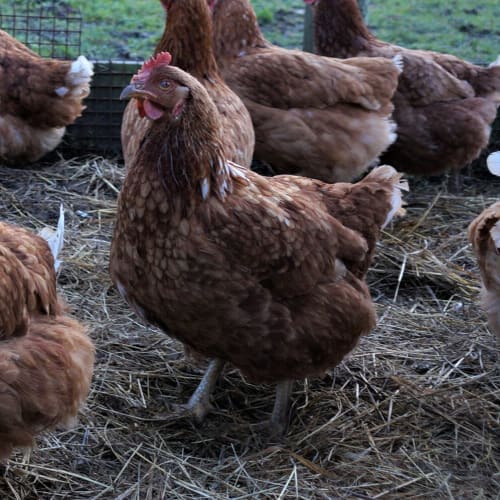 Hen