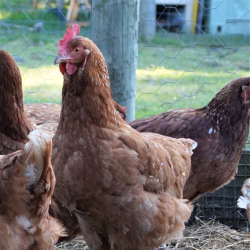 Hen