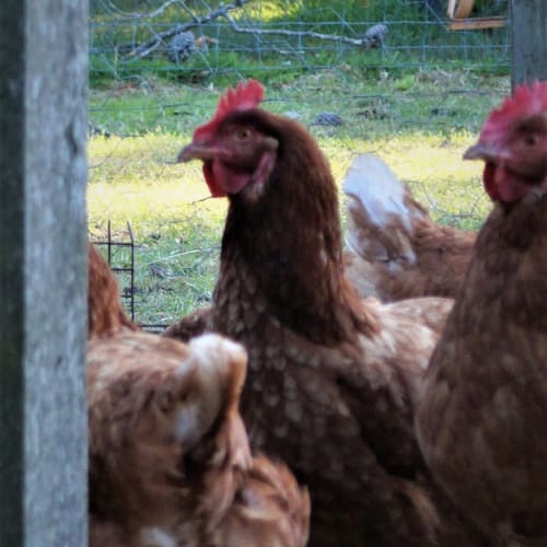 Hen