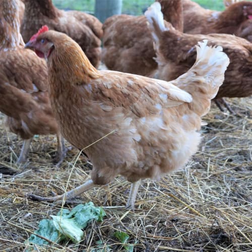 Hen