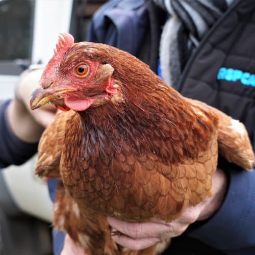 Hen