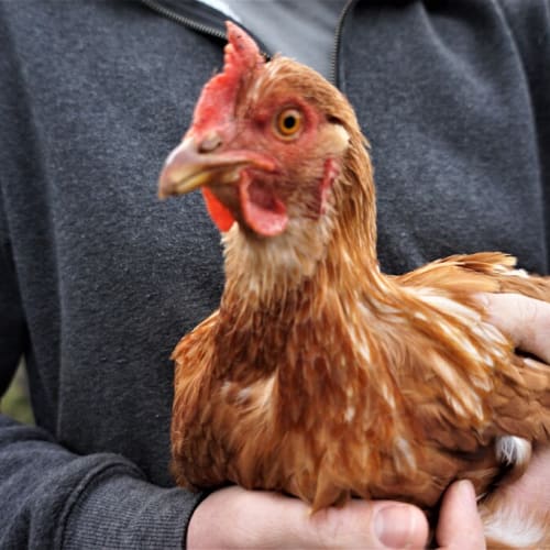 Hen
