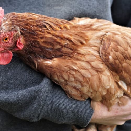 Hen