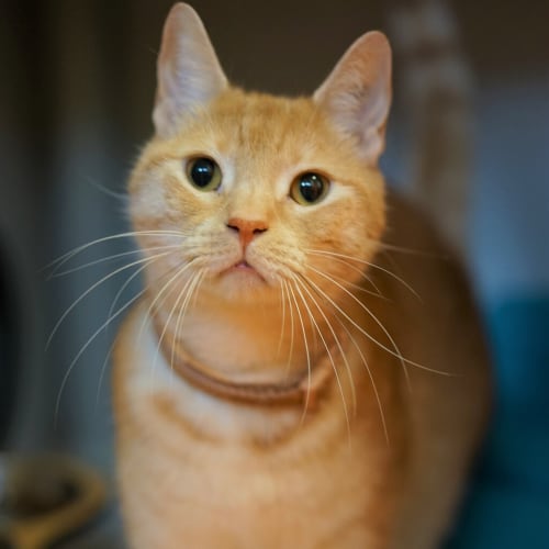 Pip