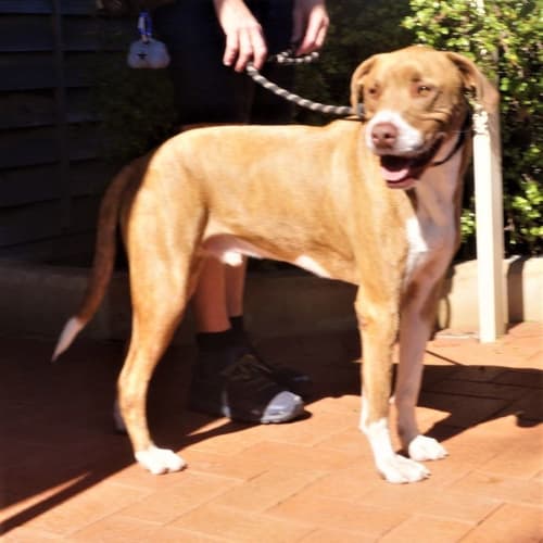 Barney 2nd of 4 Sponsored Adoptions 