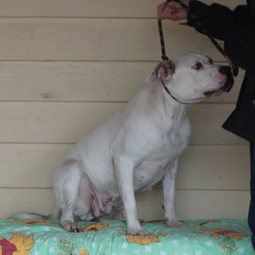 Cinders - 3rd of 4 Sponsored Adoptions
