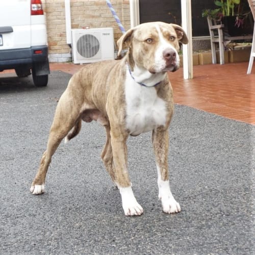 Titan - 4th of 4 Sponsored Adoptions