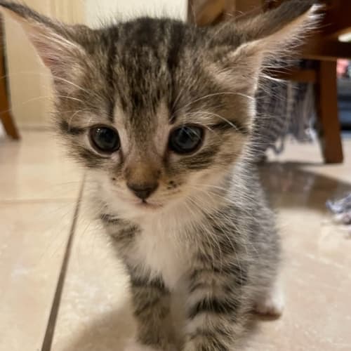 Pablo