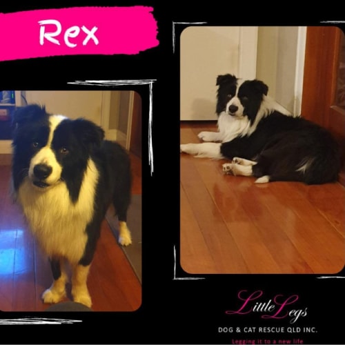Rex