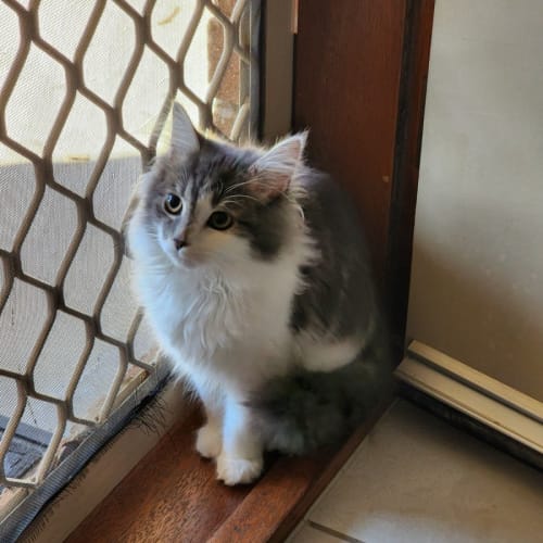 Siera 