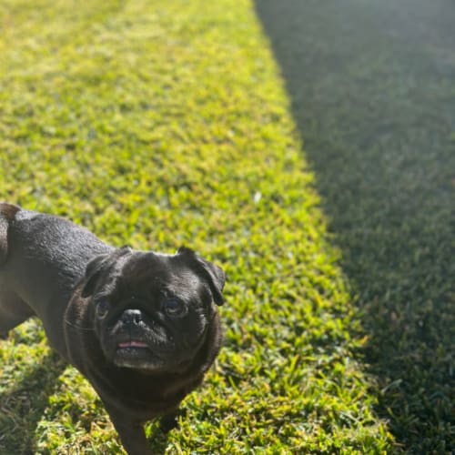 Little Miss Puggy