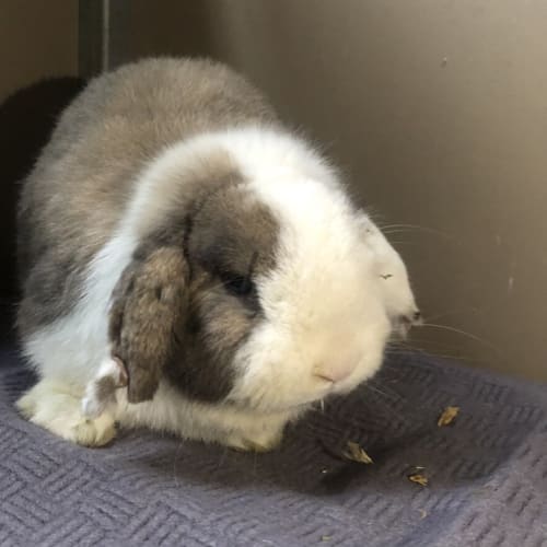 Oscar