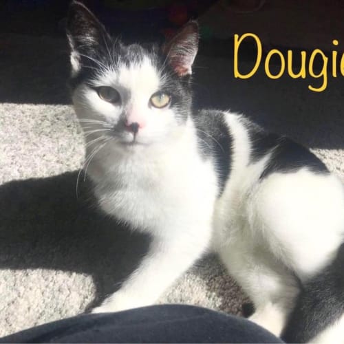 Dougie 
