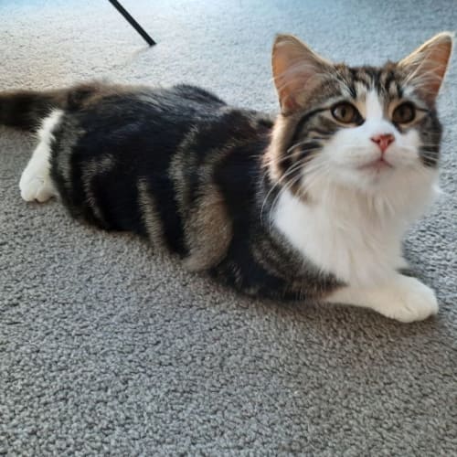 Oscar