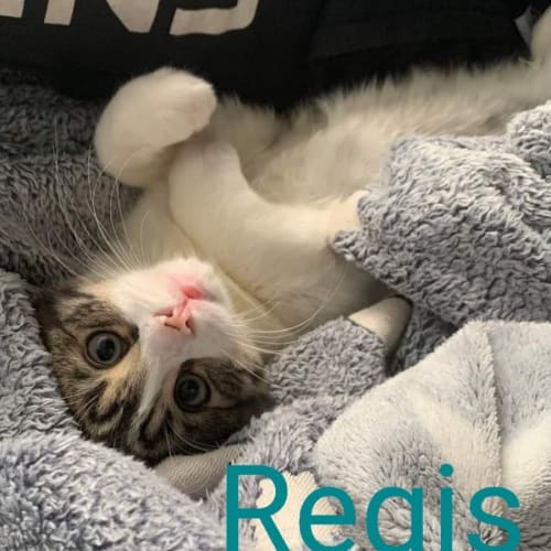 Regis